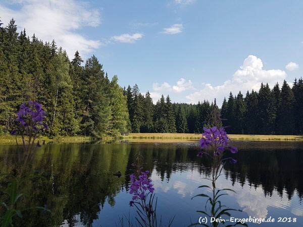 Am Vogtlandsee (Moorteich) ...