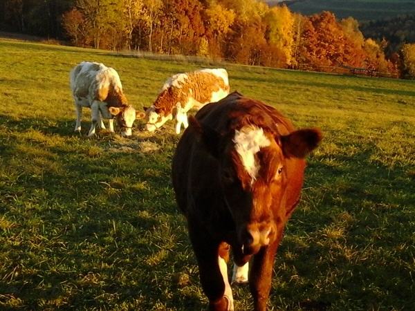 Allgäu