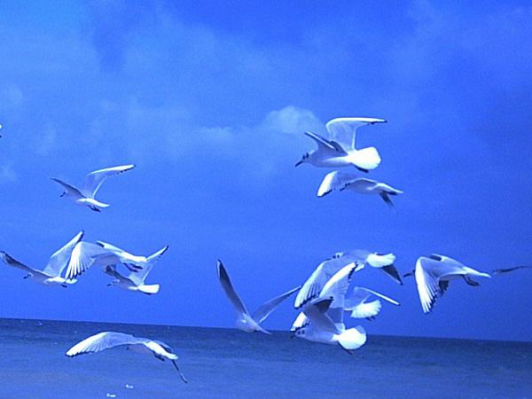Vögel