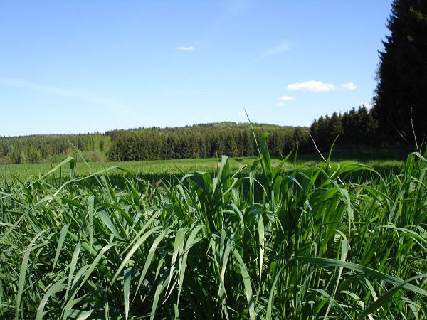 Vogtland