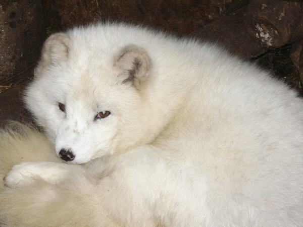 Der Fuchs (Arten, Vorkommen uvm.)