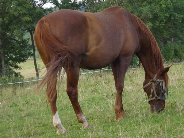 Pferd