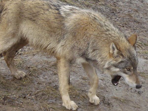 Wolf