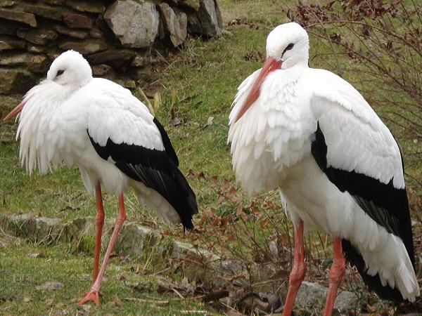 Storch