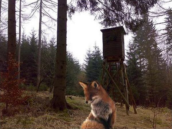 Fuchs