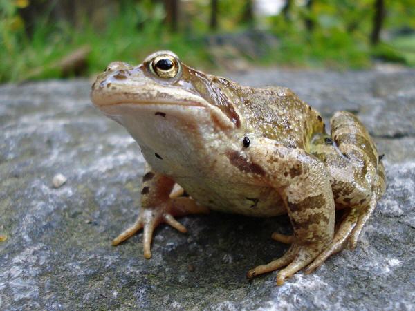 Amphibien